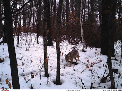 Tips For Snaring Predators In The Snow Grand View Outdoors