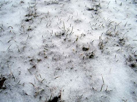 Snow Covered Grass 02 By Barefootliam Stock On Deviantart