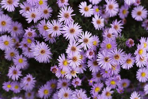 The Official Birth Flower For September Meanings And Symbolism Petal