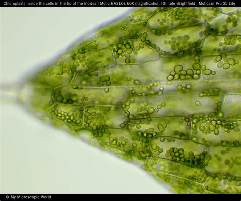 Motic Europe Blog Chloroplasts The Solar Panels Of The Plant Cell