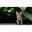 Cat Kitten Tabby Babies Cute Face Eyes Wallpapers HD / Desktop 