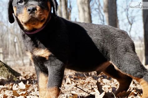 Akc rottweiler puppies for sale the akc rottweilers for sale is of great use if you are looking to provide … Boris: Rottweiler puppy for sale near Fort Wayne, Indiana. | 6c1a0ca5-4fc1