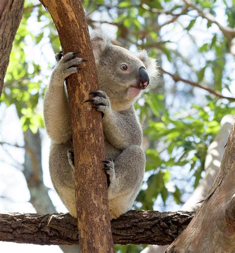 Cute Koala In Eucalyptus Tree Photograph By June Jacobsen