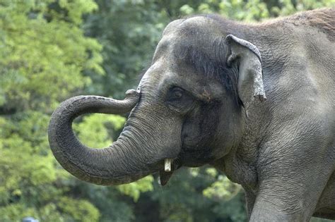 Asian elephant at Oregon Zoo has tuberculosis - oregonlive.com