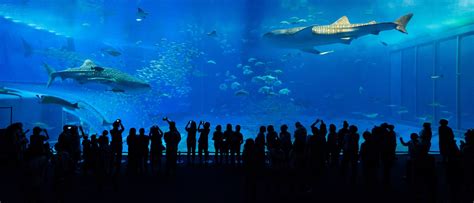 From Its Enchanting Cherry Blossoms To Its World Famous Aquarium And