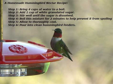 Hummingbird Feeder Nectar Recipe Wafiqurina