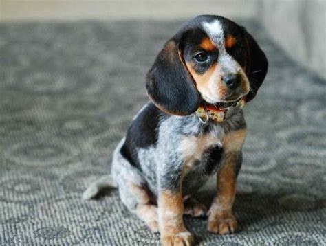All other bluetick coonhound training books pale in comparission to potty and obedience training, diet and everything else for your bluetick coonhound and will be the only book you will ever does amina resemble dave chappelle show's coonhound? Blue Tick Beagle Puppy | PETSIDI