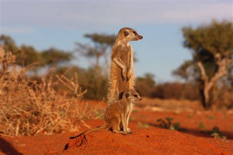Desert Animal List, Facts, Adaptations, Diet, Pictures