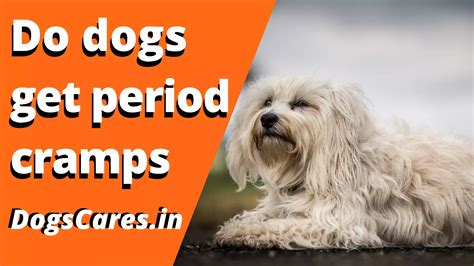 Do Dogs Get Period Cramps Pain Signs The Best Way To Treat Dogs Full