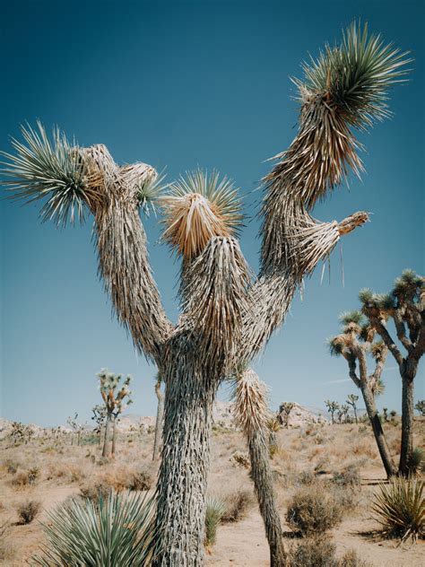 10 Facts About The Joshua Tree The Environmentor