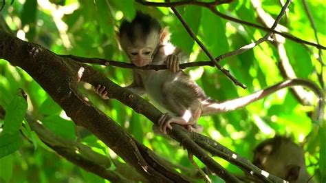 Anak Monyet Bermain Diatas Pohon Youtube