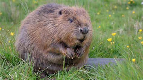 Beaver Castor Fiber British Mammals Woodland Trust