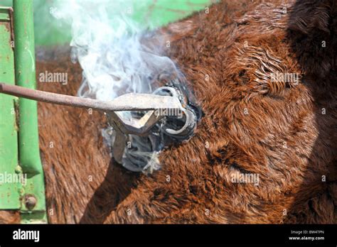 Cattle being branded by red hot branding iron while held in steel Stock