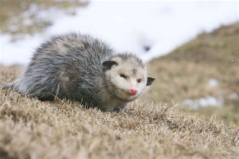 Do Opossums Hibernate In Winter Outdoor Pests