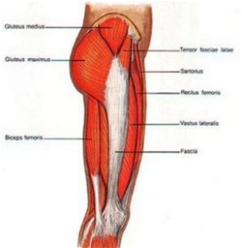 Maintain correct angle of pelvic tilt. Hip Exercises - PhysioCare