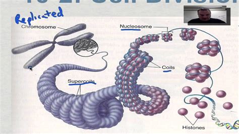 Describe The Organization Of The Eukaryotic Chromosome