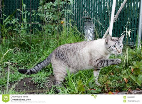 You may want to look at those too. Lynx Point Siamese Cat Outside Stock Photo - Image of lynx ...