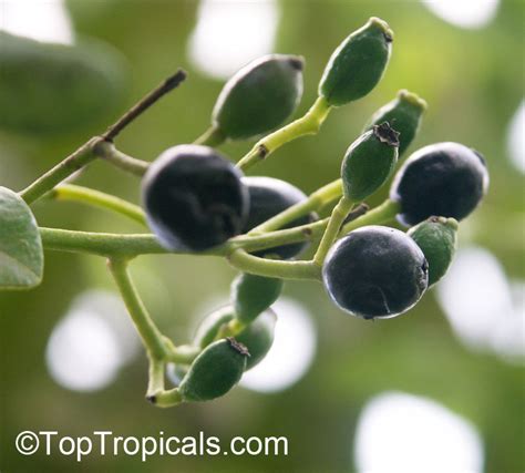 pimenta dioica pimenta officinalis allspice jamaica pepper pimento tree alspice