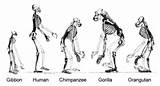 Theory Of Evolution Homosapien Photos