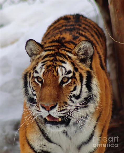Prowling Tiger Photograph By Cate Gunnerson Pixels