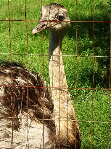Ppz Ostrich 2 Plumpton Park Zoo Rising Sun Maryland John Jay
