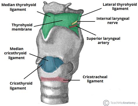 Laryngeal Membranes Medmule