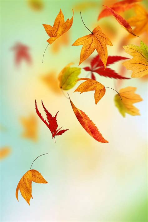 Fall Leaves Wallpaper Iphone Wallpapersafari
