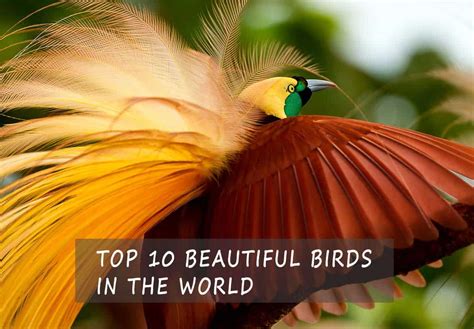 The Top 10 Most Beautiful Birds In The World Your Guide The The Sheer