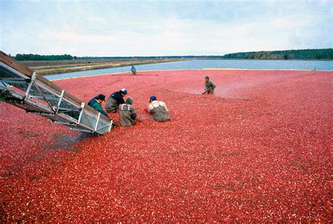 9 Facts About Cranberries From Nutrition To Production AGDAILY