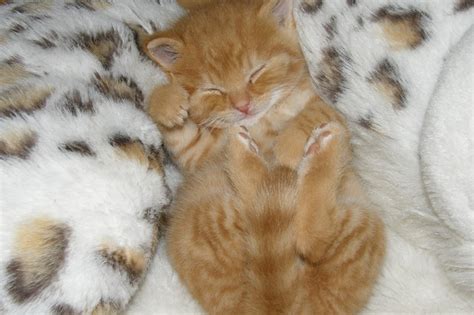 The Top 100 Most Adorable And Cute Cat Names Huffpost