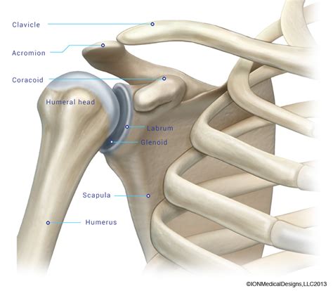 Maybe you would like to learn more about one of these? Shoulder Bones - Joint Preservation Center