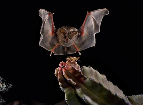 Fun Bat Facts Merlin Tuttles Bat Conservation