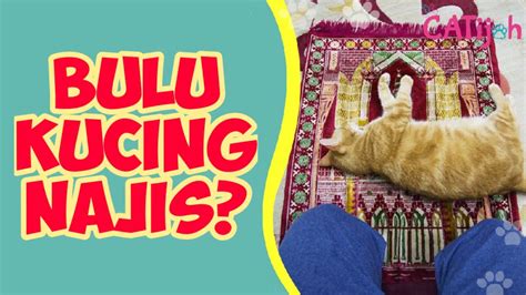 We did not find results for: Bulu Kucing Nempel Di Sejadah. Apakah Najis? - YouTube