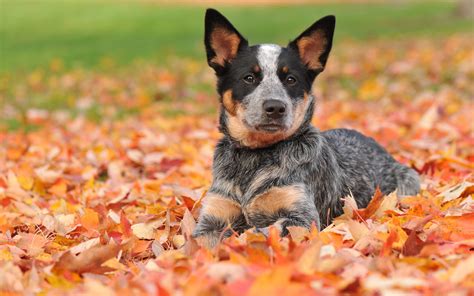 Australian Shepherd Puppy Lying On The Autumn Leaves Wallpapers And