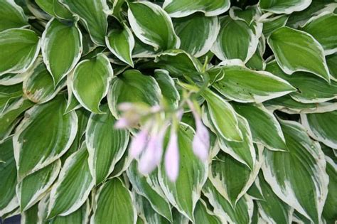 Growing Hosta In Virginia