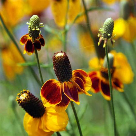 Corporate events, weddings & celebrations. Ratibida Seed - Mexican Hat Flower Seeds
