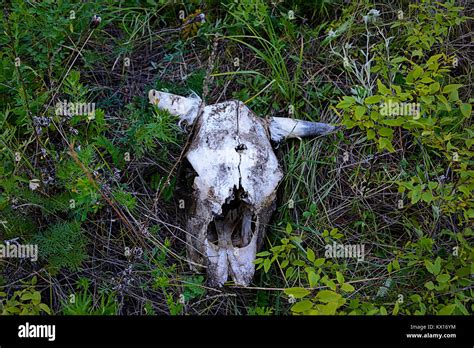 Roe Animal Skull A Bullet Hole In The Skull Stock Photo Alamy