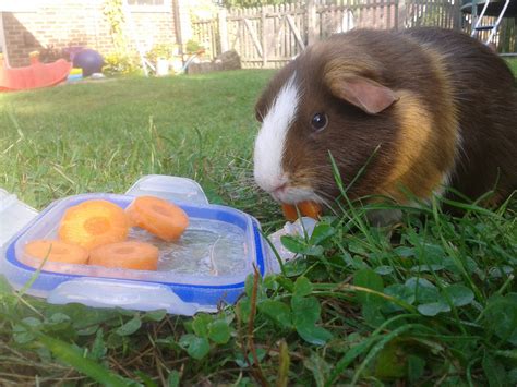 As with any living animal, it is very important that guinea pigs are given a healthy, balanced diet. Can Guinea Pigs Eat Carrots?