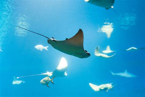 Giant Saltwater Stingray