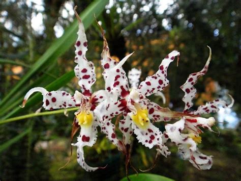 Fiore simile all'orchidea il prezzo si riferisce alla singola piantina. Odontoglossum - Odontoglossum - Orchidee - Odontoglossum ...