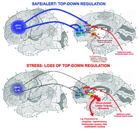 Prefrontal Cortex Diagram