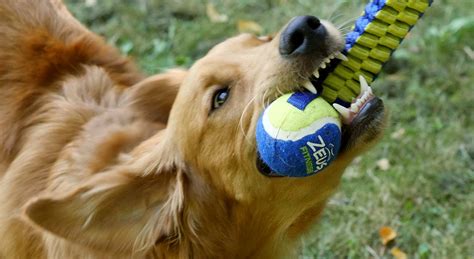 How To Make Tug Of War With Your Dog Even More Fun Zeus For Dogs