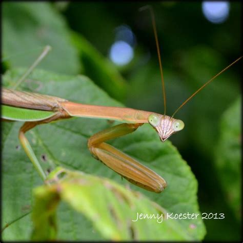 A Close Up Of A Praying Mantis Taken Last Year In The Park By Jenny