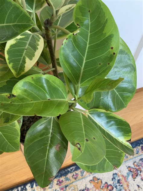 What Are These Black Spots All Over My Ficus Altissima R Plantclinic