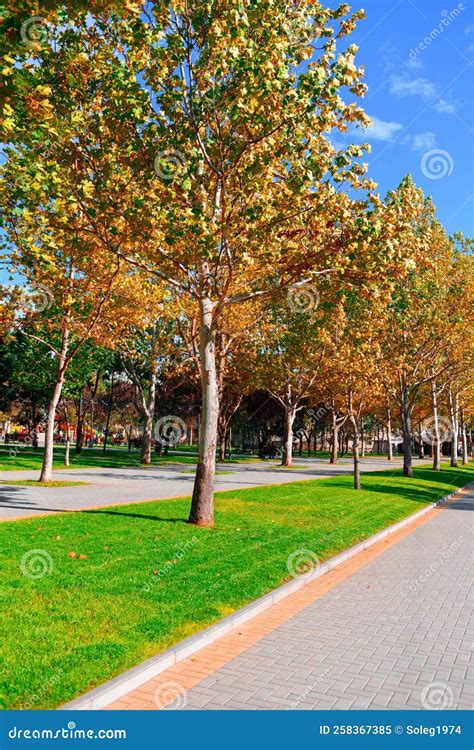 Bright Sunny Day In Autumn City Park Green Lawn And Yellow Leaves