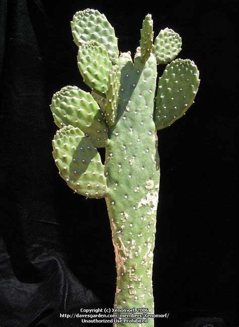 In the winter, you only need to water it every other month or so. PlantFiles Pictures: Road Kill Cactus (Consolea rubescens ...