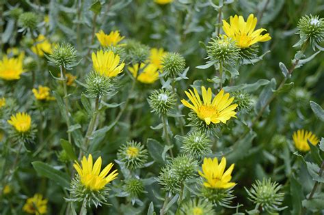 Gumweed A Distinctive Weed With Potent Plant Medicine The Back Yard