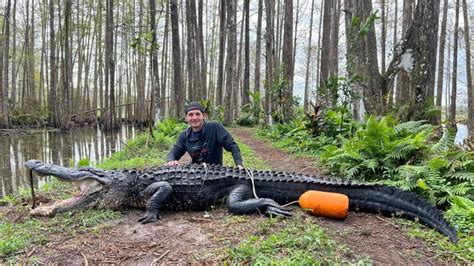 See The Massive Alligator Found Lurking In A South Florida Swamp