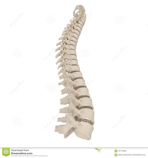 Human Lumbar Spine Anatomy On White 3d Illustration Stock Illustration