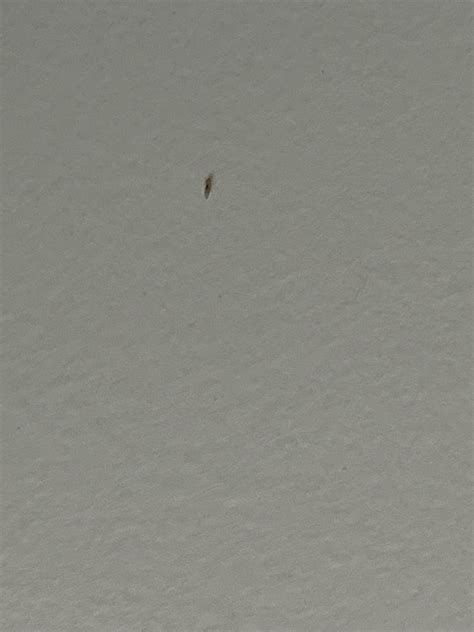 Tiny White 1mm Bug Crawling Up Walls Everywhere Rinsects
